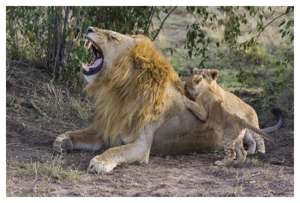 African Lion seven to eight week old cubs playing with adult male, vulnerable, Masai Mara National Reserve, Kenya-Paper Art-50"x34"