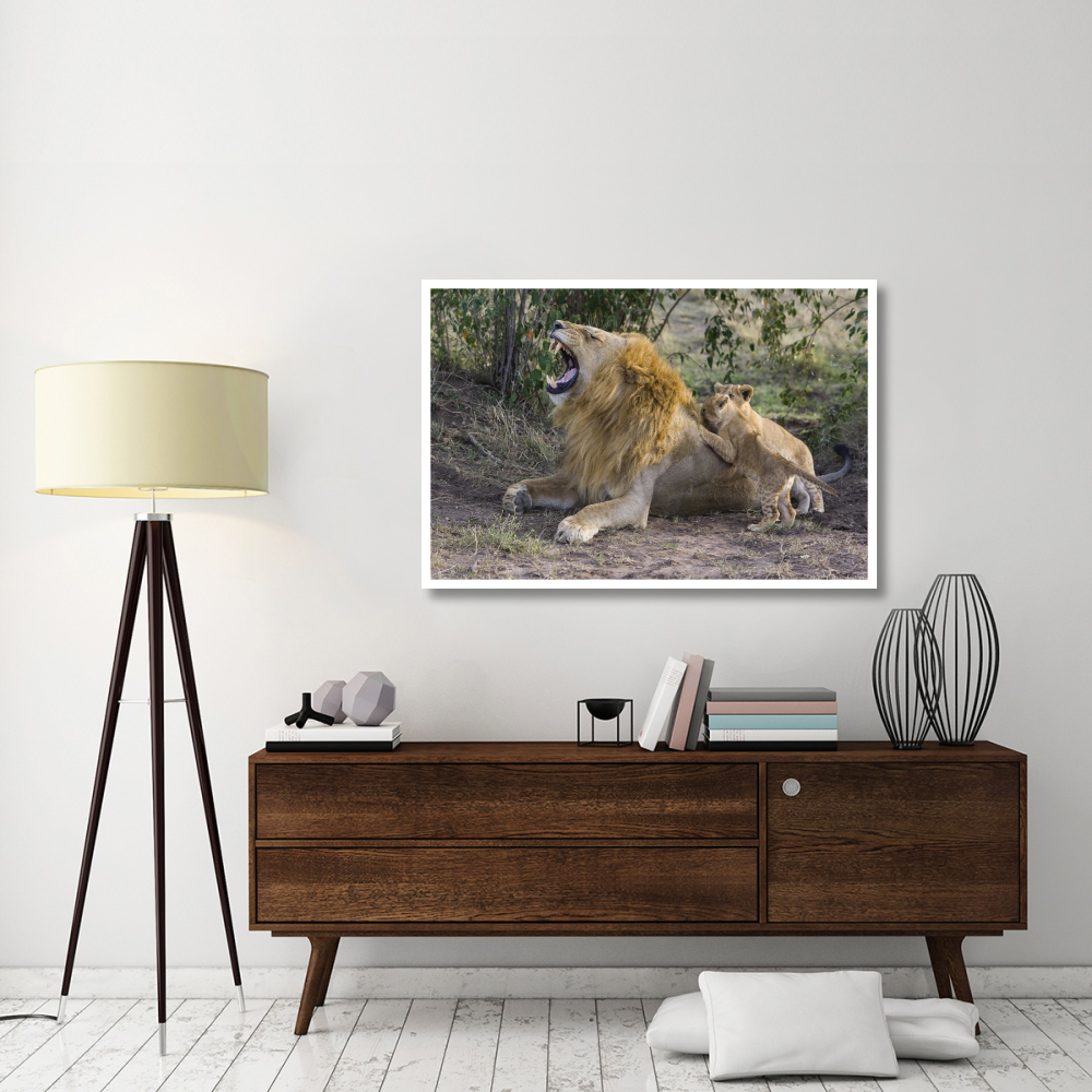 African Lion seven to eight week old cubs playing with adult male, vulnerable, Masai Mara National Reserve, Kenya-Paper Art-50&quotx34"