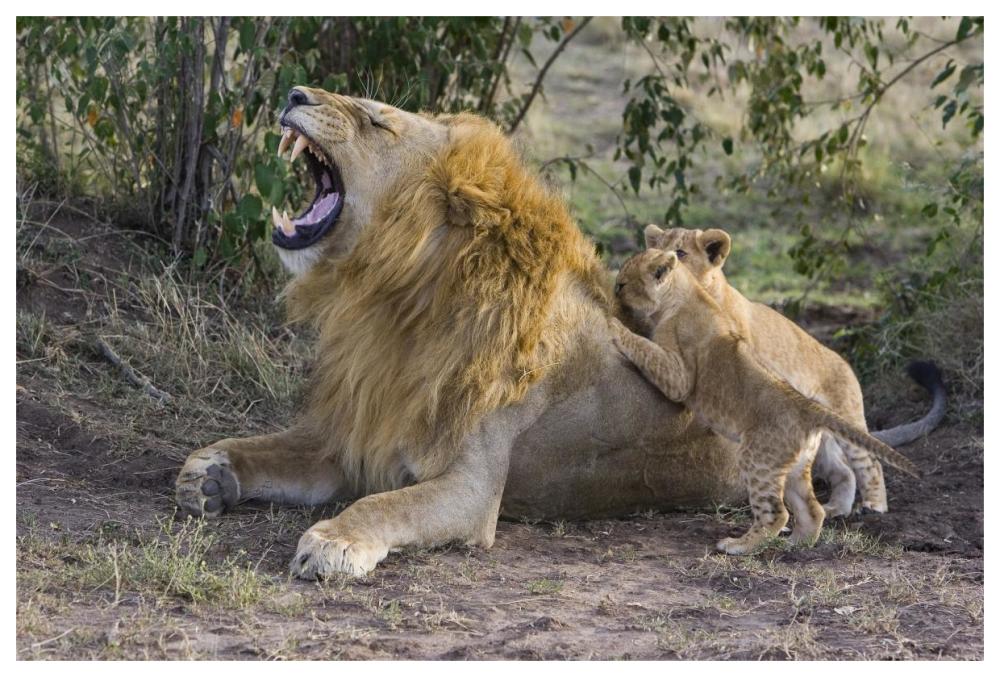 African Lion seven to eight week old cubs playing with adult male, vulnerable, Masai Mara National Reserve, Kenya-Paper Art-62"x42"