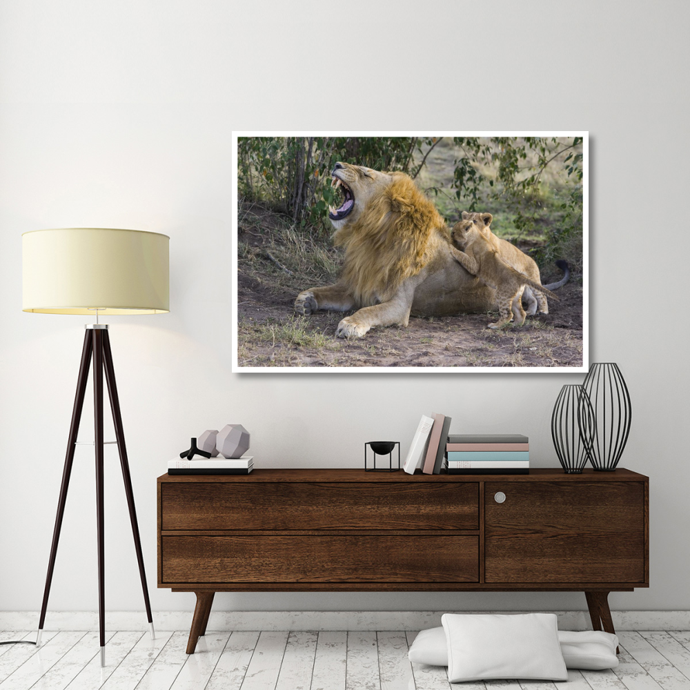 African Lion seven to eight week old cubs playing with adult male, vulnerable, Masai Mara National Reserve, Kenya-Paper Art-62&quotx42"
