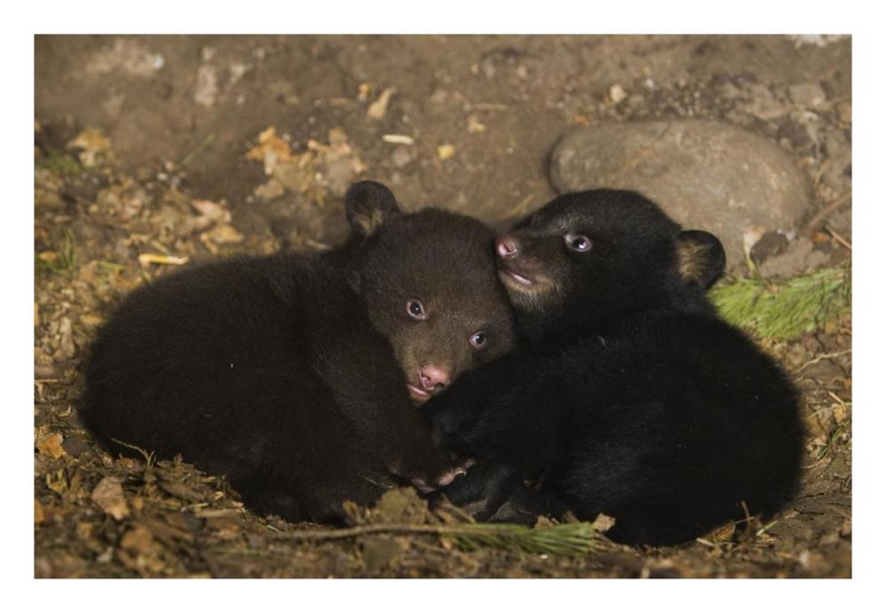 Black Bear 7 week old cubs playing in den. One cub shows brown color phase while the other shows black color phase-Paper Art-26"x18"