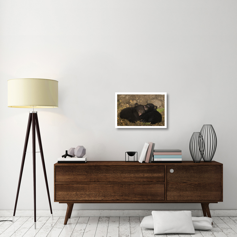Black Bear 7 week old cubs playing in den. One cub shows brown color phase while the other shows black color phase-Paper Art-26&quotx18"