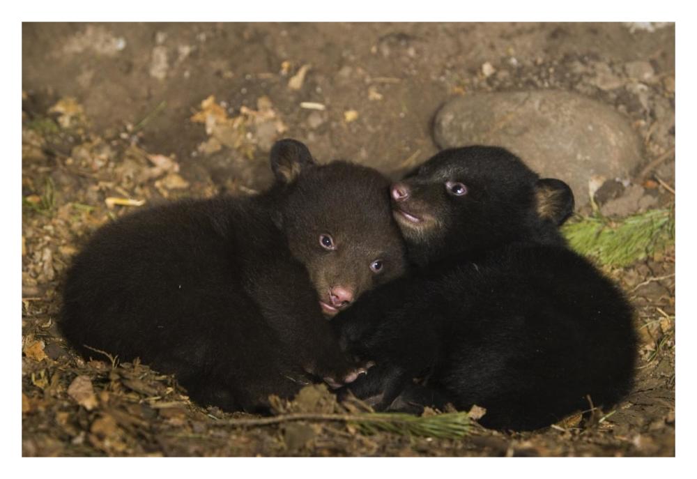 Black Bear 7 week old cubs playing in den. One cub shows brown color phase while the other shows black color phase-Paper Art-32"x22"