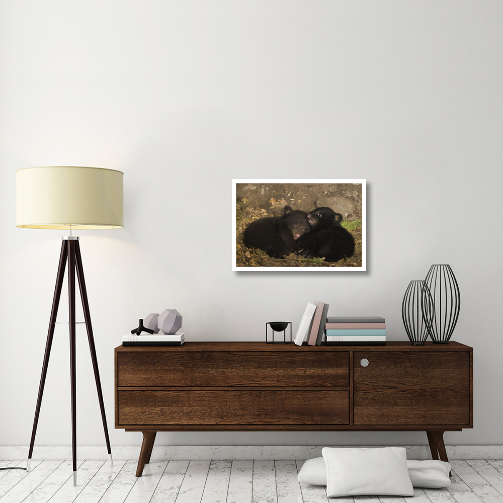 Black Bear 7 week old cubs playing in den. One cub shows brown color phase while the other shows black color phase-Paper Art-32&quotx22"