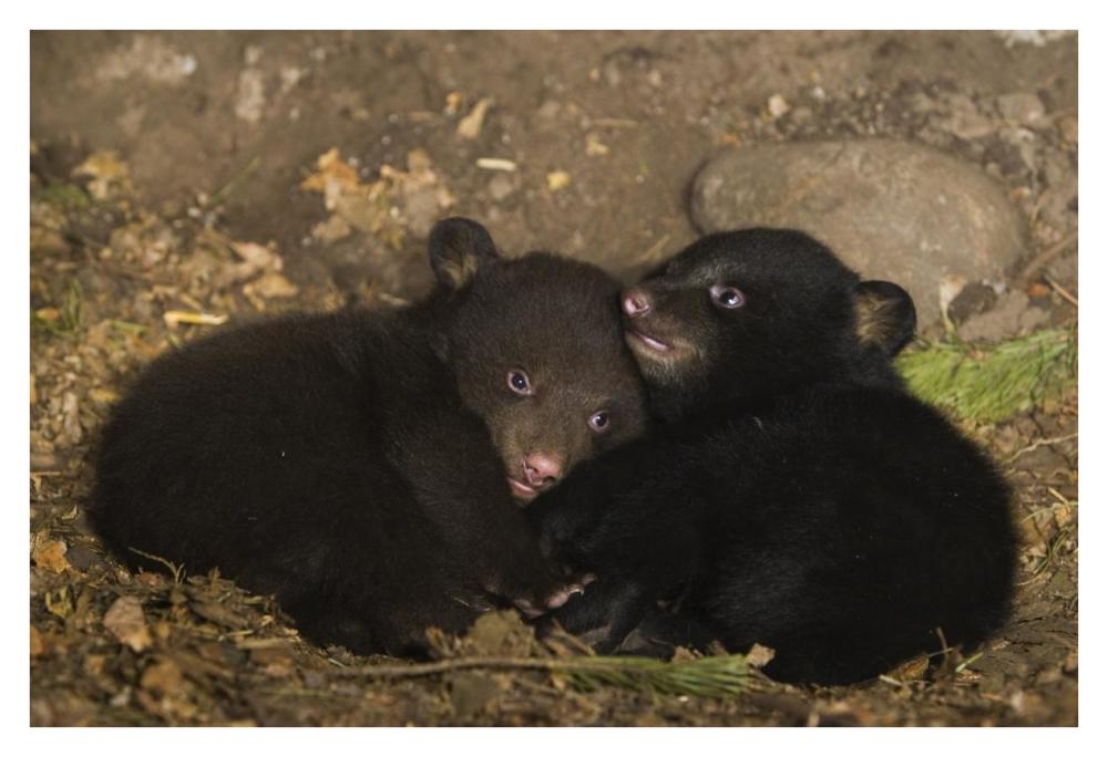 Black Bear 7 week old cubs playing in den. One cub shows brown color phase while the other shows black color phase-Paper Art-38"x26"