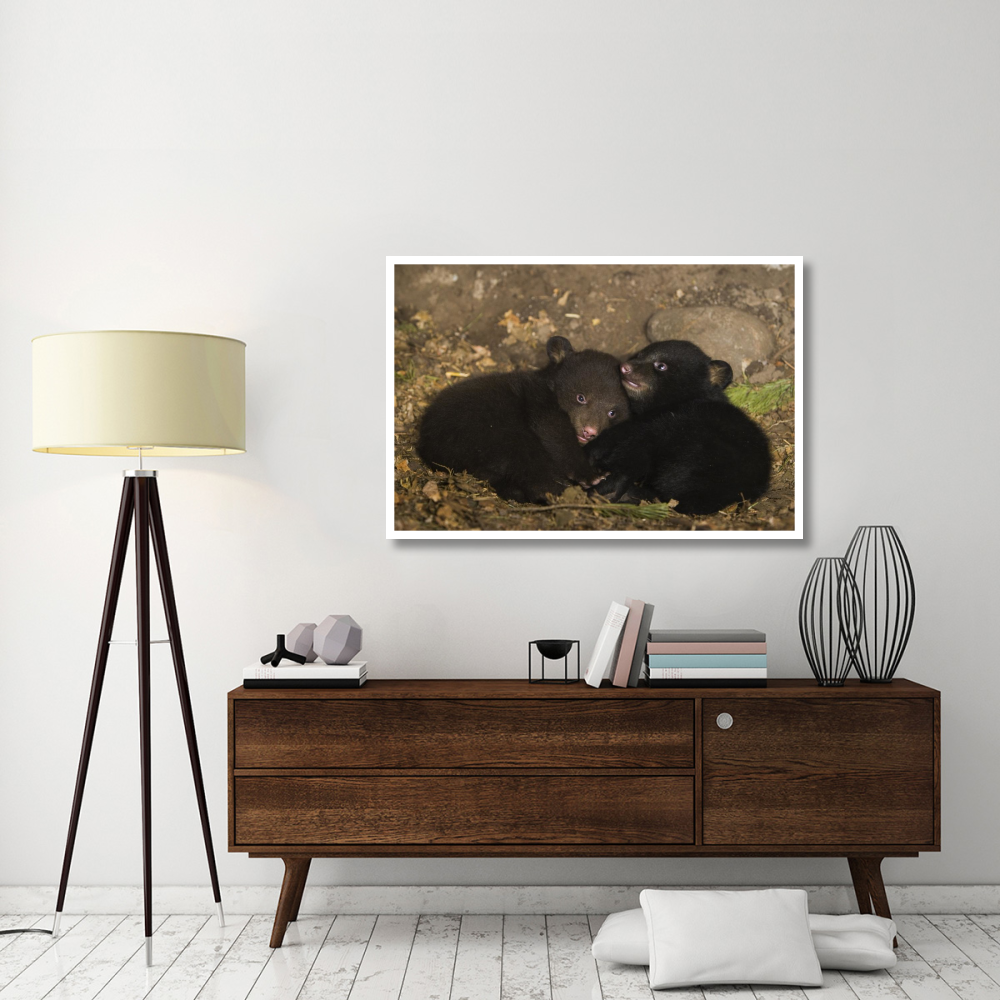Black Bear 7 week old cubs playing in den. One cub shows brown color phase while the other shows black color phase-Paper Art-50&quotx34"