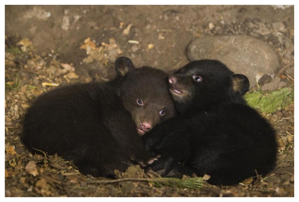 Black Bear 7 week old cubs playing in den. One cub shows brown color phase while the other shows black color phase-Paper Art-62"x42"