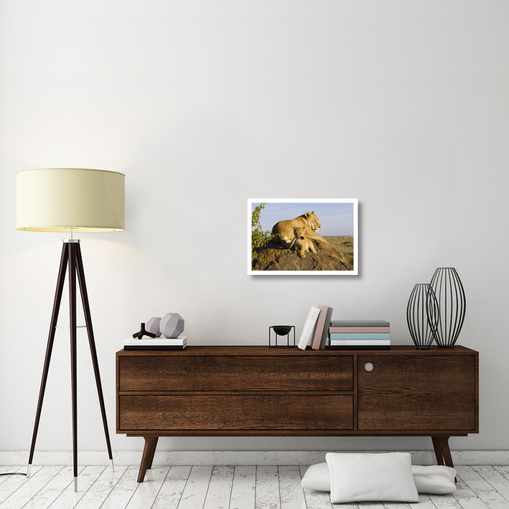 African Lion cub playing with its mother's tail, vulnerable, Masai Mara National Reserve, Kenya-Paper Art-26&quotx18"