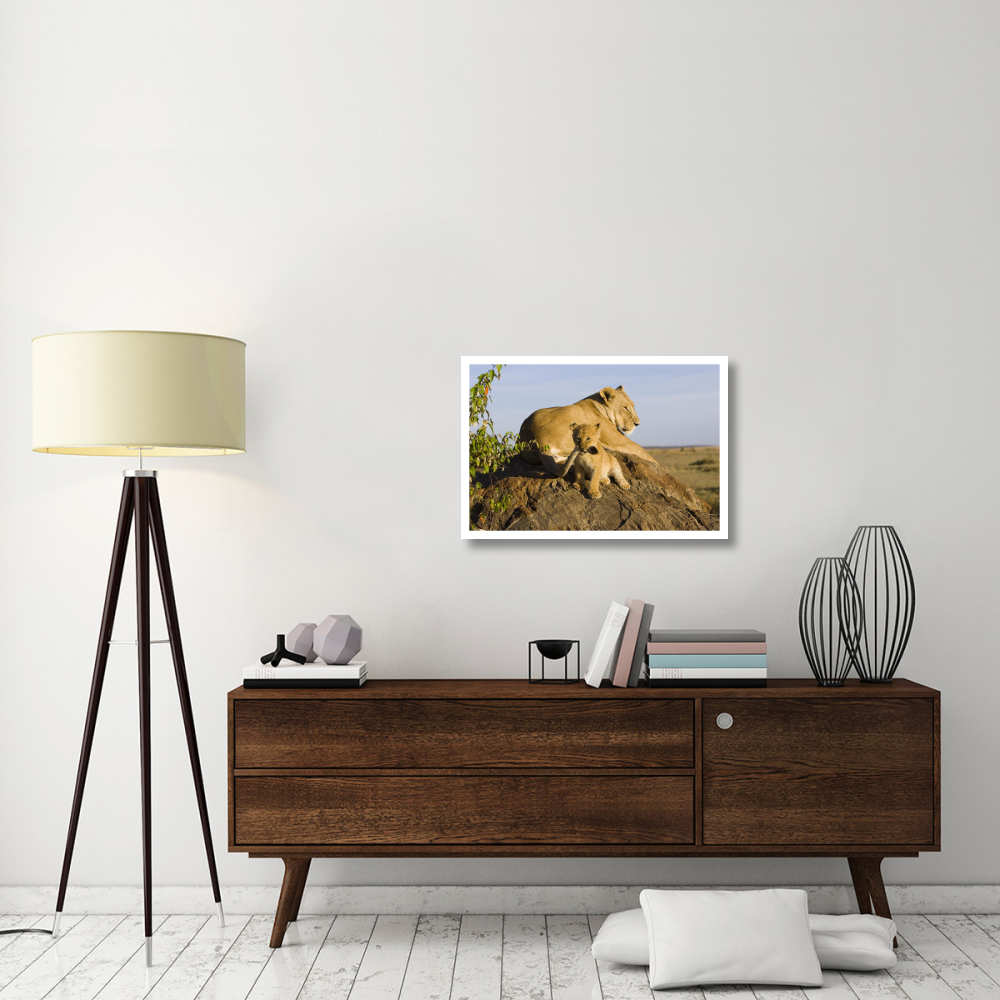 African Lion cub playing with its mother's tail, vulnerable, Masai Mara National Reserve, Kenya-Paper Art-32&quotx22"