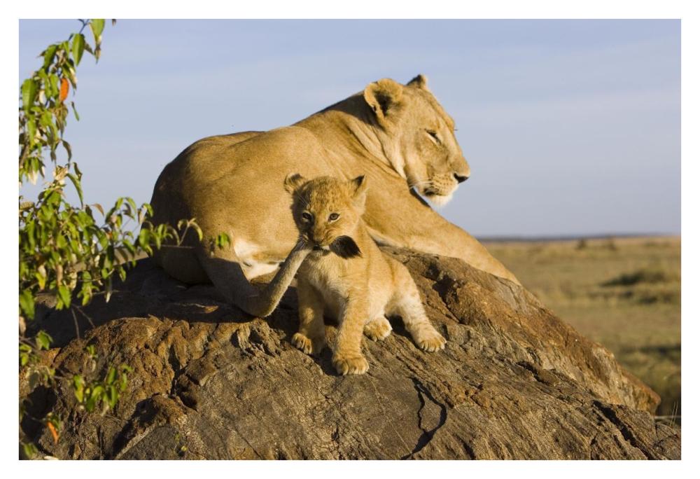 African Lion cub playing with its mother's tail, vulnerable, Masai Mara National Reserve, Kenya-Paper Art-38"x26"