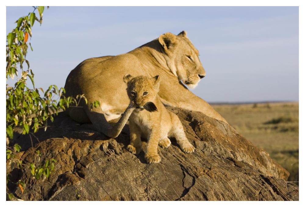 African Lion cub playing with its mother's tail, vulnerable, Masai Mara National Reserve, Kenya-Paper Art-50"x34"