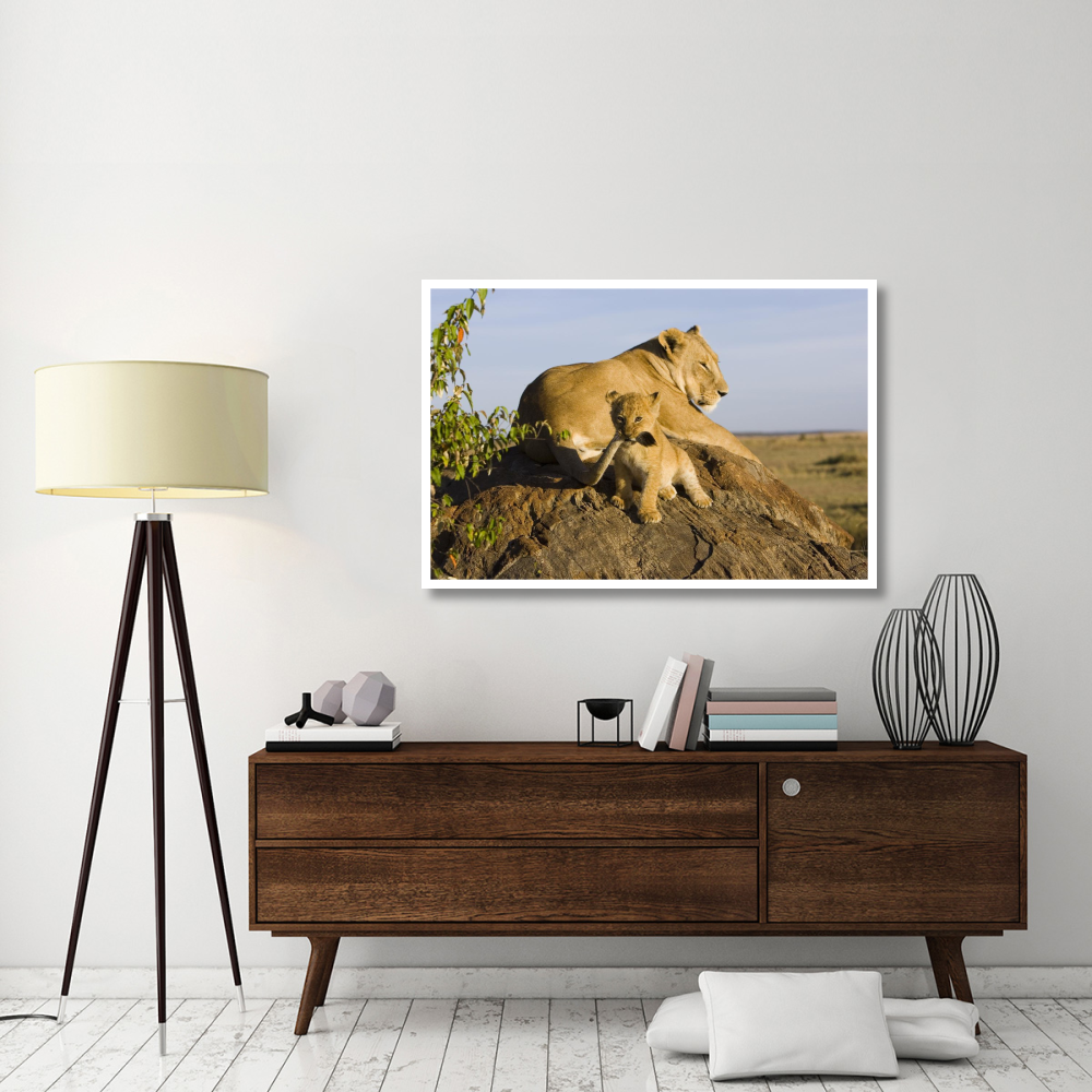 African Lion cub playing with its mother's tail, vulnerable, Masai Mara National Reserve, Kenya-Paper Art-50&quotx34"