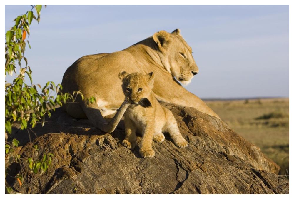African Lion cub playing with its mother's tail, vulnerable, Masai Mara National Reserve, Kenya-Paper Art-62"x42"