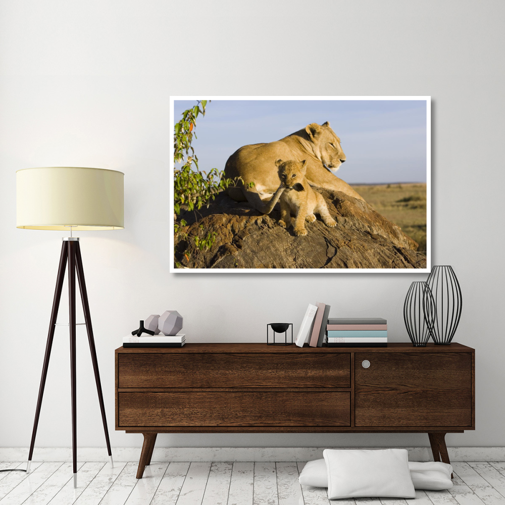 African Lion cub playing with its mother's tail, vulnerable, Masai Mara National Reserve, Kenya-Paper Art-62&quotx42"