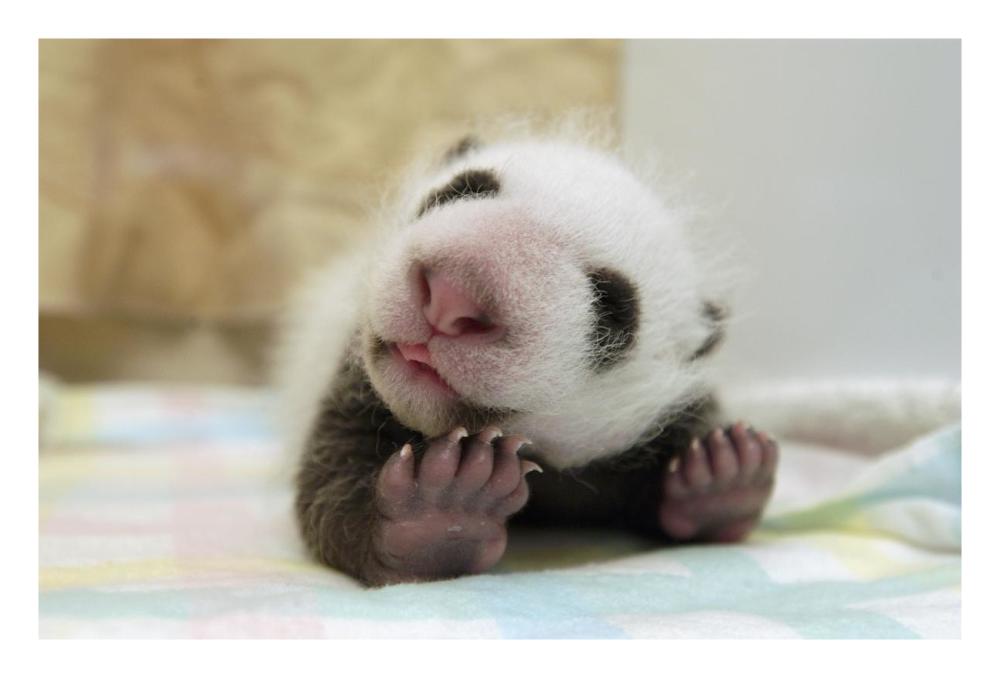 Giant Panda baby stretching, Wolong Nature Reserve, China-Paper Art-26"x18"