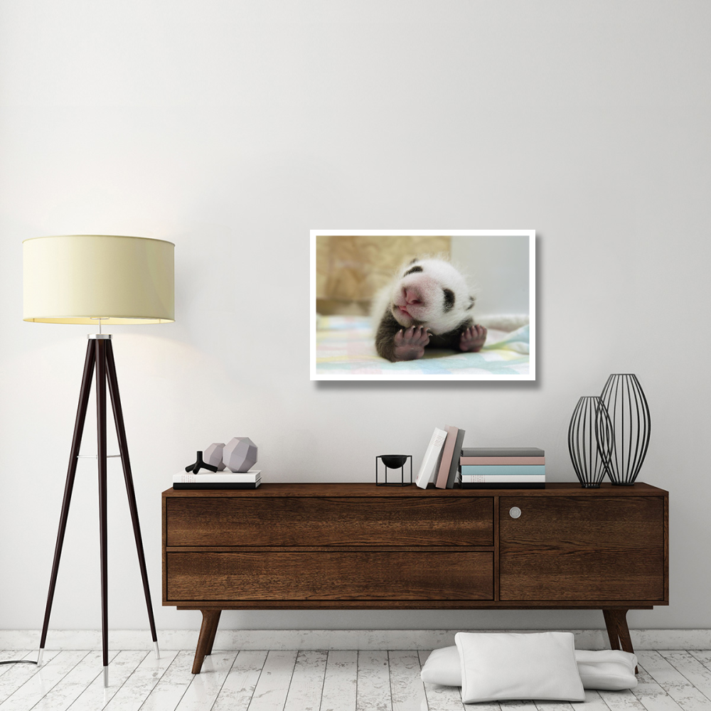 Giant Panda baby stretching, Wolong Nature Reserve, China-Paper Art-38&quotx26"