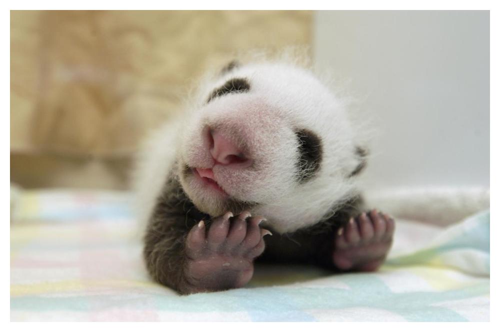 Giant Panda baby stretching, Wolong Nature Reserve, China-Paper Art-50"x34"