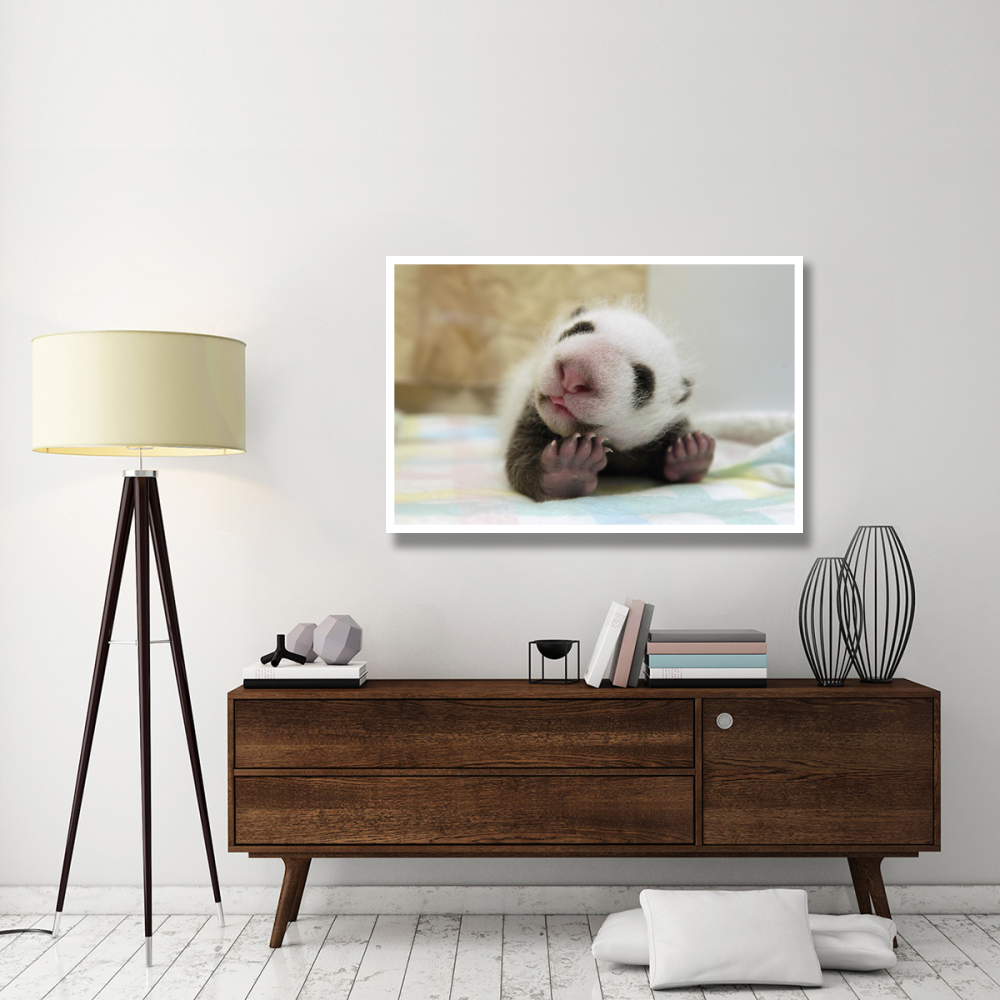 Giant Panda baby stretching, Wolong Nature Reserve, China-Paper Art-50&quotx34"