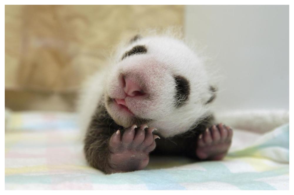 Giant Panda baby stretching, Wolong Nature Reserve, China-Paper Art-62"x42"