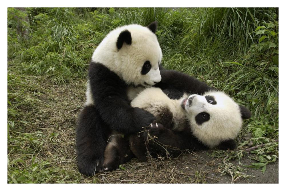 Giant Panda cubs playing, Wolong Nature Reserve, China-Paper Art-20"x14"
