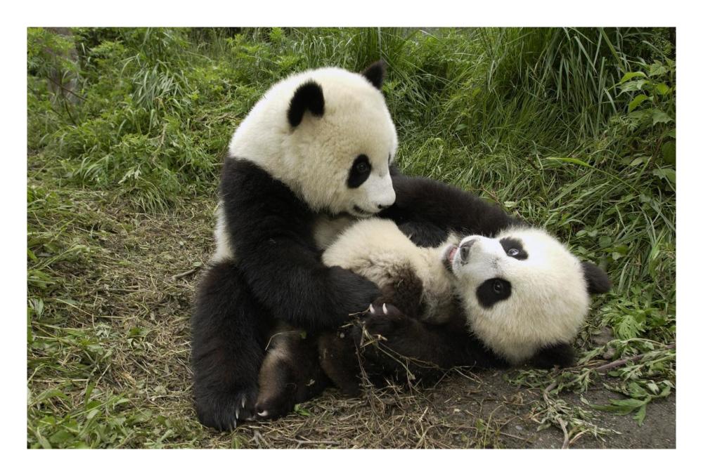 Giant Panda cubs playing, Wolong Nature Reserve, China-Paper Art-26"x18"