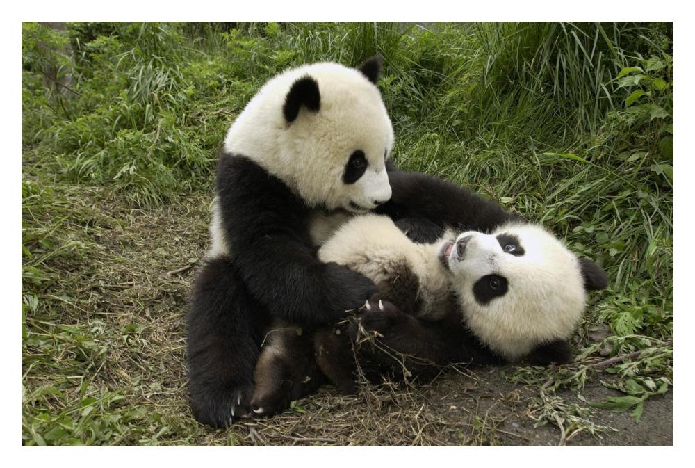 Giant Panda cubs playing, Wolong Nature Reserve, China-Paper Art-32"x22"