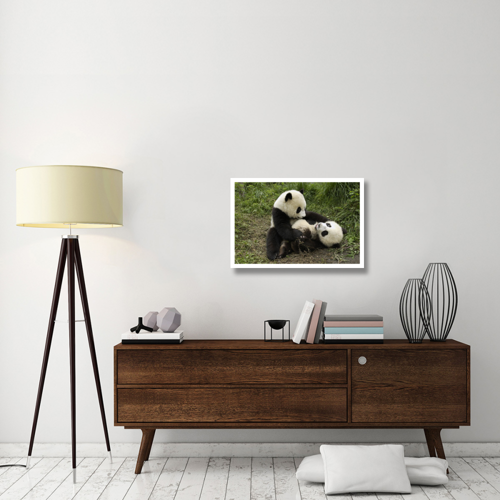 Giant Panda cubs playing, Wolong Nature Reserve, China-Paper Art-32&quotx22"