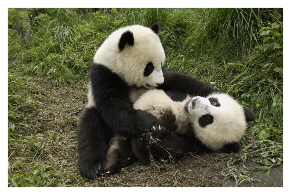 Giant Panda cubs playing, Wolong Nature Reserve, China-Paper Art-38"x26"