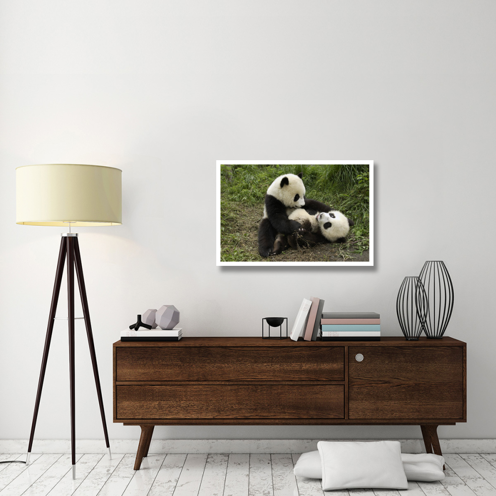 Giant Panda cubs playing, Wolong Nature Reserve, China-Paper Art-38&quotx26"
