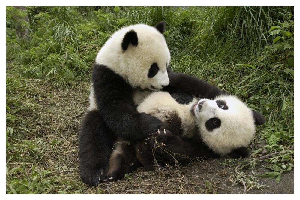 Giant Panda cubs playing, Wolong Nature Reserve, China-Paper Art-50"x34"