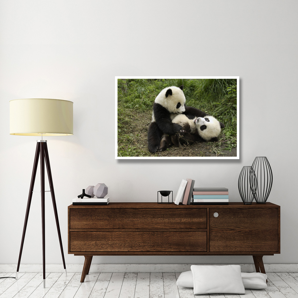 Giant Panda cubs playing, Wolong Nature Reserve, China-Paper Art-50&quotx34"