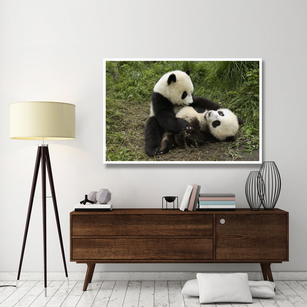 Giant Panda cubs playing, Wolong Nature Reserve, China-Paper Art-62&quotx42"