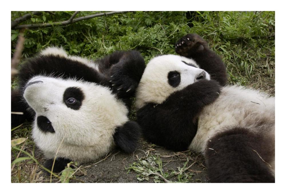 Pair of young pandas playing, Wolong Nature Reserve, China-Paper Art-26"x18"