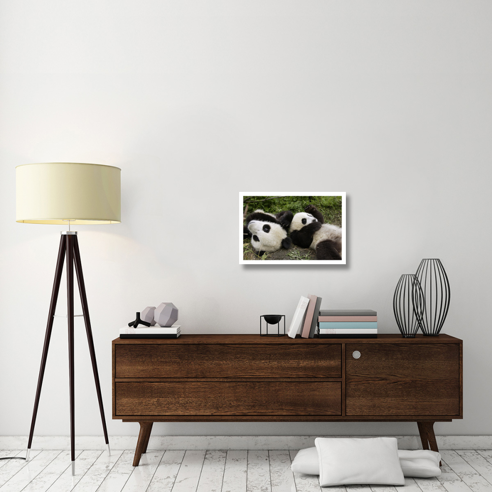 Pair of young pandas playing, Wolong Nature Reserve, China-Paper Art-26&quotx18"