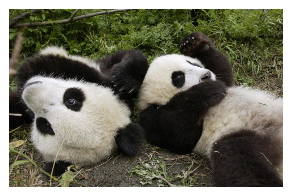 Pair of young pandas playing, Wolong Nature Reserve, China-Paper Art-32"x22"