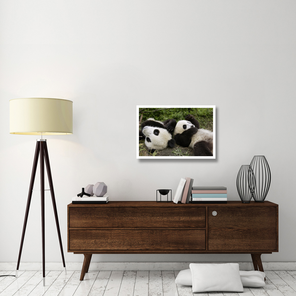 Pair of young pandas playing, Wolong Nature Reserve, China-Paper Art-32&quotx22"