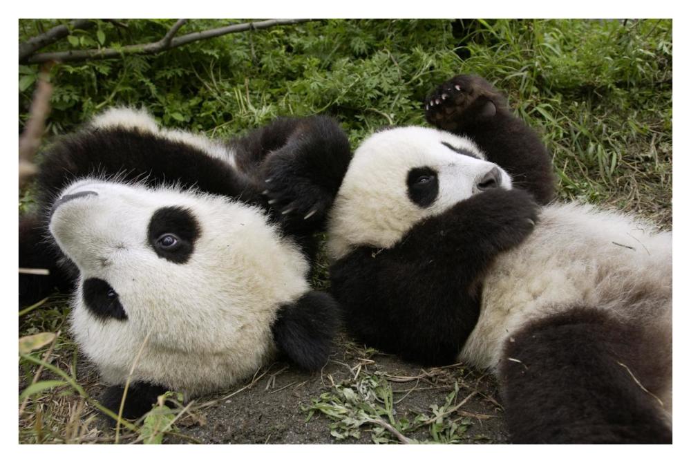 Pair of young pandas playing, Wolong Nature Reserve, China-Paper Art-38"x26"