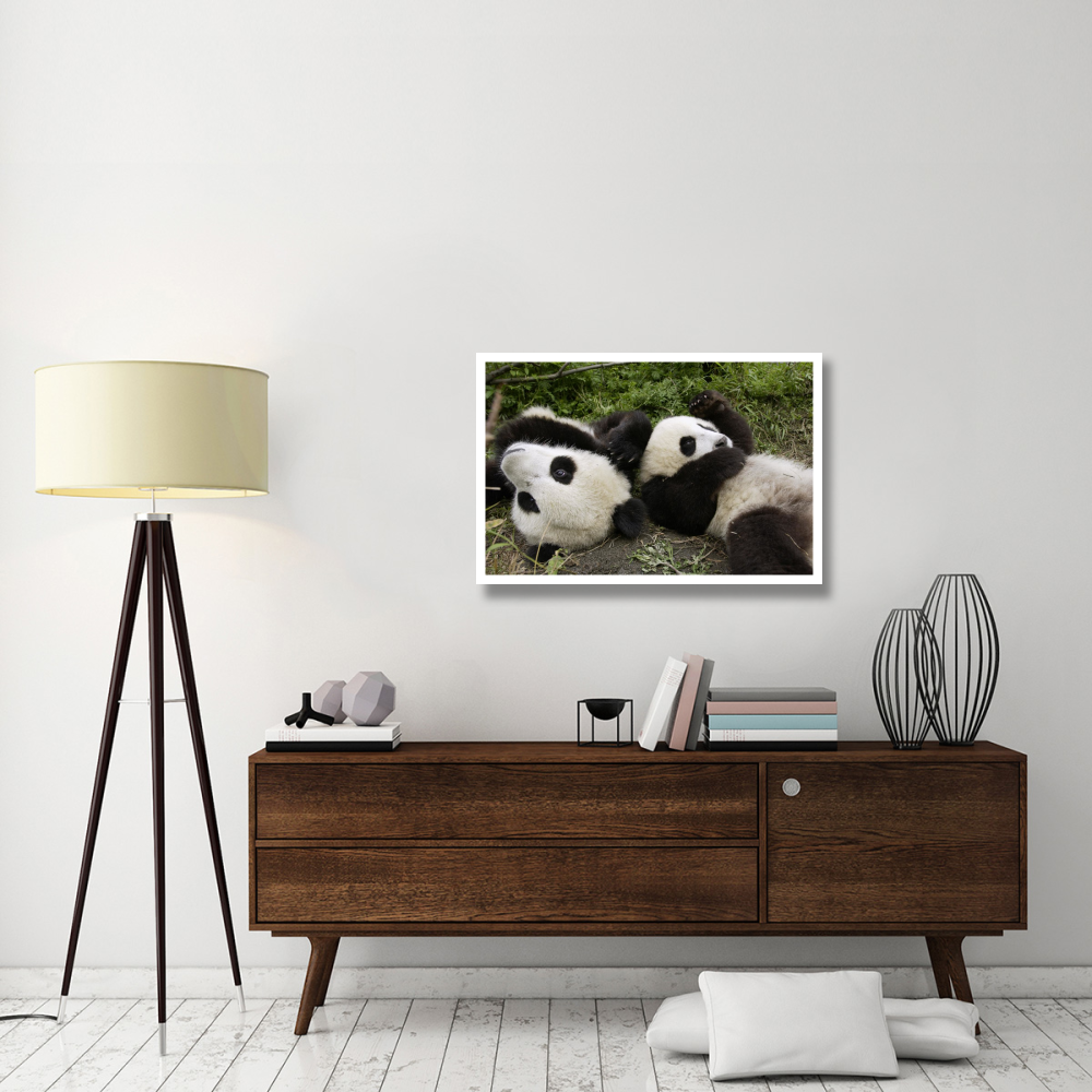Pair of young pandas playing, Wolong Nature Reserve, China-Paper Art-38&quotx26"