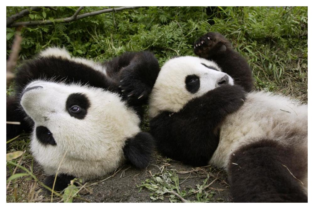 Pair of young pandas playing, Wolong Nature Reserve, China-Paper Art-50"x34"