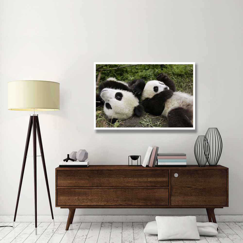 Pair of young pandas playing, Wolong Nature Reserve, China-Paper Art-50&quotx34"