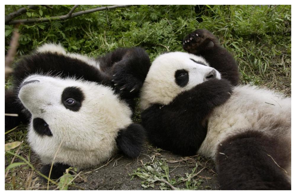 Pair of young pandas playing, Wolong Nature Reserve, China-Paper Art-62"x42"