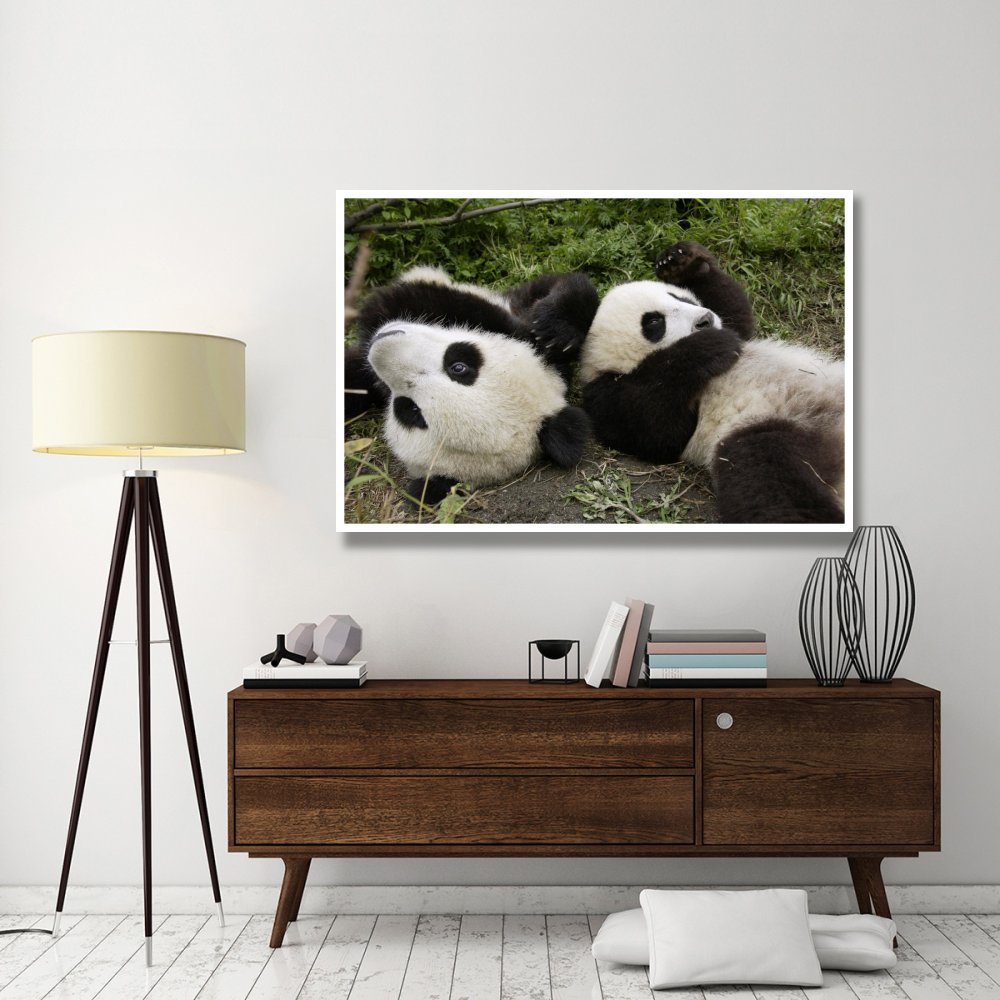 Pair of young pandas playing, Wolong Nature Reserve, China-Paper Art-62&quotx42"