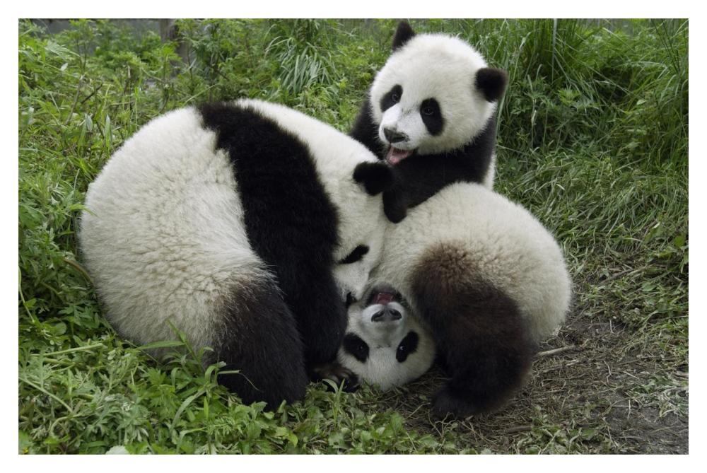 Three young pandas playing, Wolong Nature Reserve, China-Paper Art-20"x14"