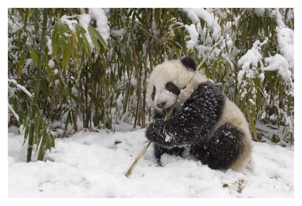 Giant Panda cub eating bamboo, Wolong Nature Reserve, China-Paper Art-20"x14"