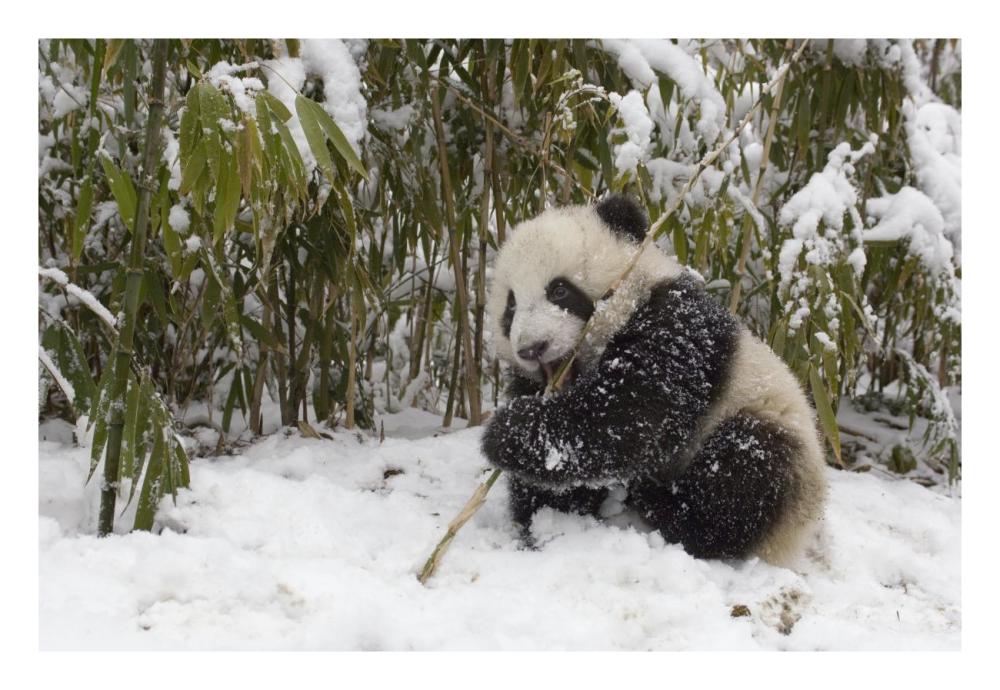 Giant Panda cub eating bamboo, Wolong Nature Reserve, China-Paper Art-26"x18"