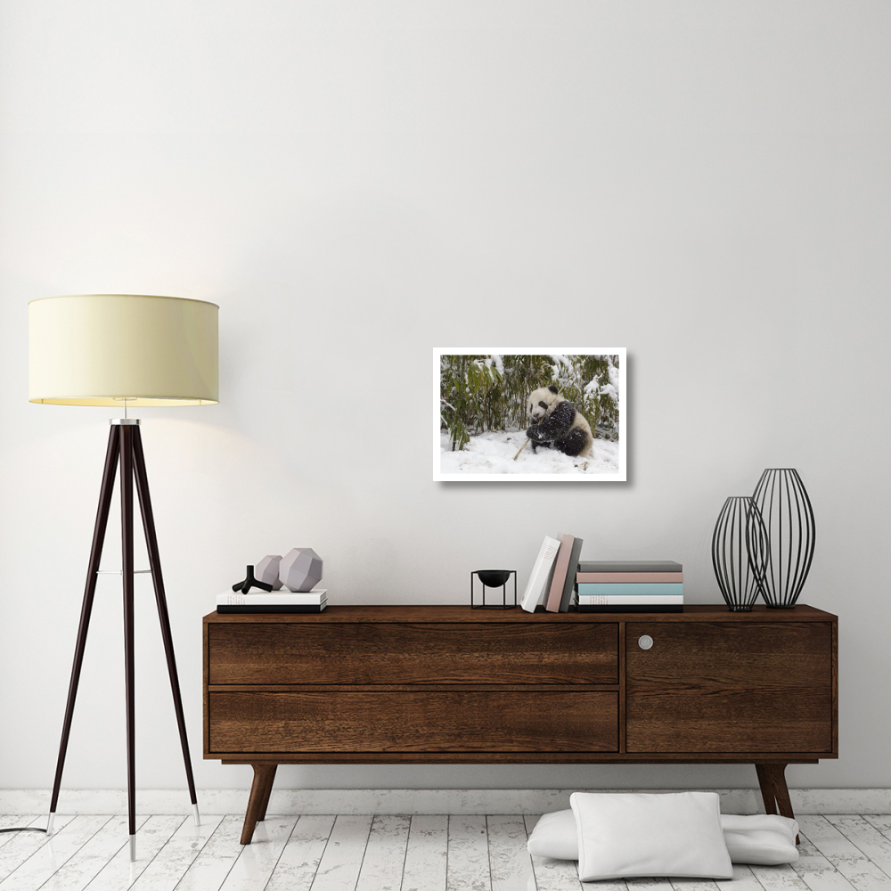 Giant Panda cub eating bamboo, Wolong Nature Reserve, China-Paper Art-26&quotx18"