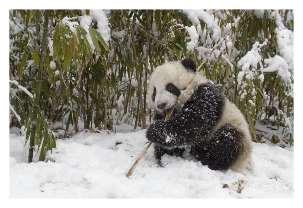 Giant Panda cub eating bamboo, Wolong Nature Reserve, China-Paper Art-32"x22"