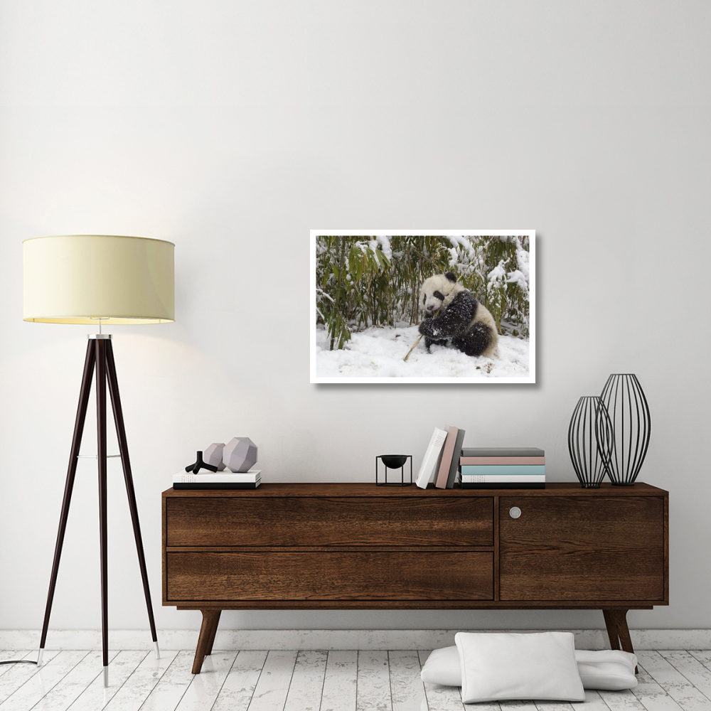 Giant Panda cub eating bamboo, Wolong Nature Reserve, China-Paper Art-38&quotx26"