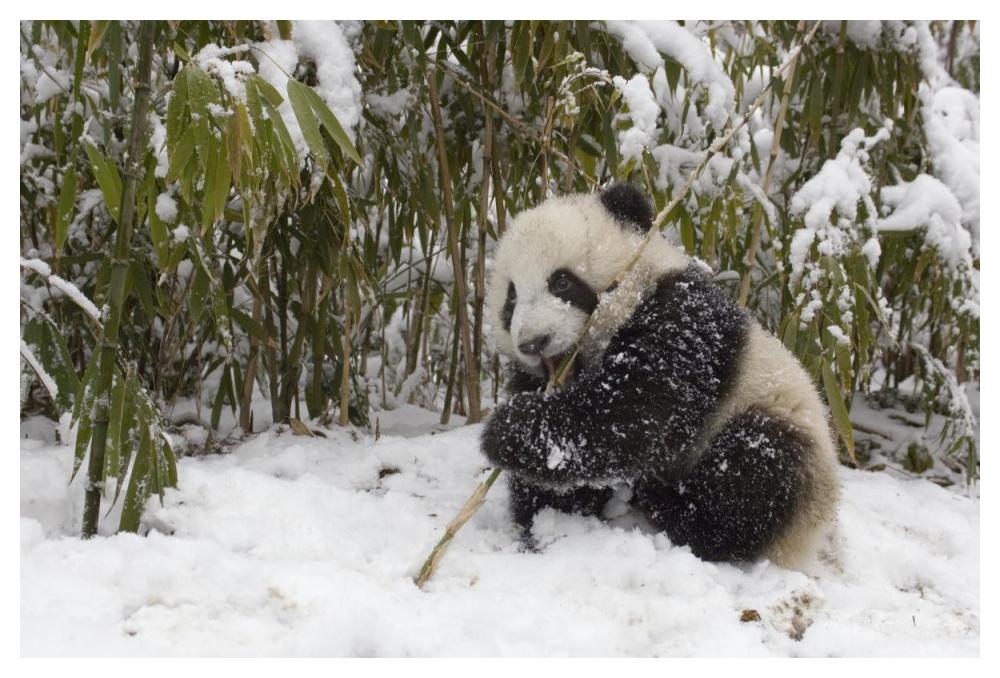 Giant Panda cub eating bamboo, Wolong Nature Reserve, China-Paper Art-50"x34"