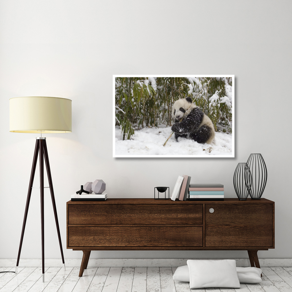 Giant Panda cub eating bamboo, Wolong Nature Reserve, China-Paper Art-50&quotx34"